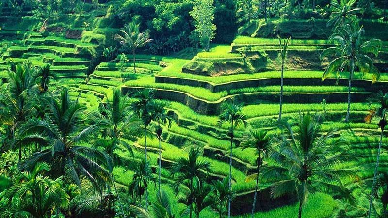 Bali Terraces