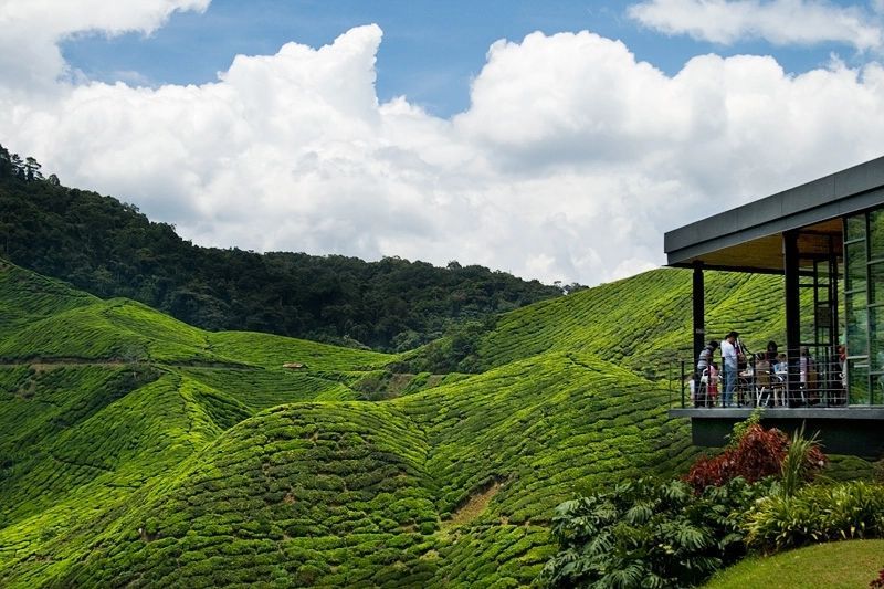 Tea FarmTea Farm Cameron Highlands Cameron Highlands