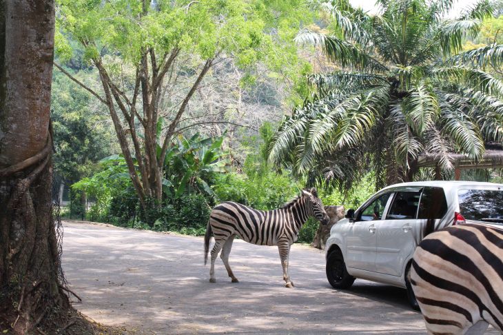 Taman Safari Bogor Zebra