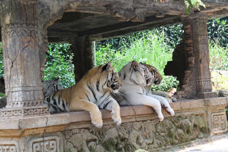 Taman Safari Bogor Tigers